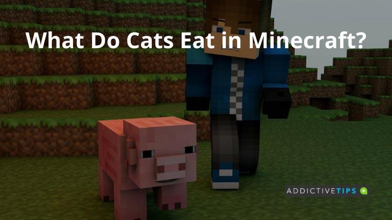 Wat eten katten in Minecraft? Wat eten katten in Minecraft?